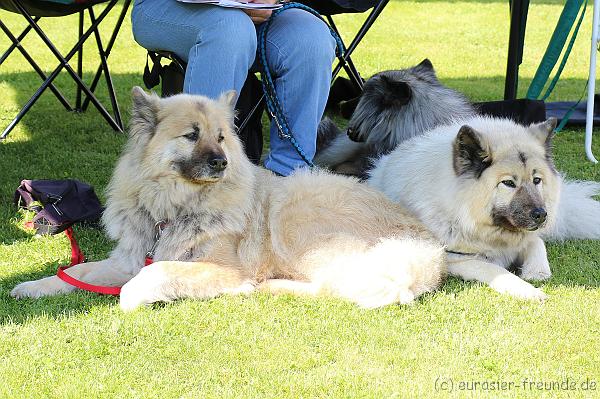 Foto_Goslar_Gaeufelden_2019-05-25_IMG_3254.JPG