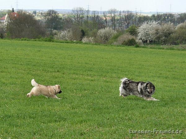 album02_bild_29_IMG_9954.JPG - .... dann toben wir wieder.