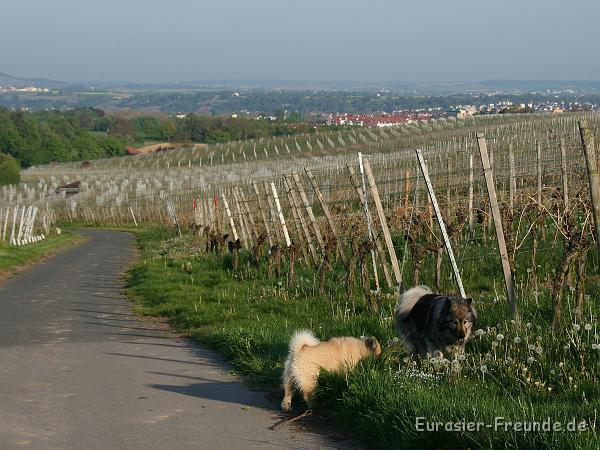 album02_bild_41_IMG_0175.JPG - In den Weinbergen ...