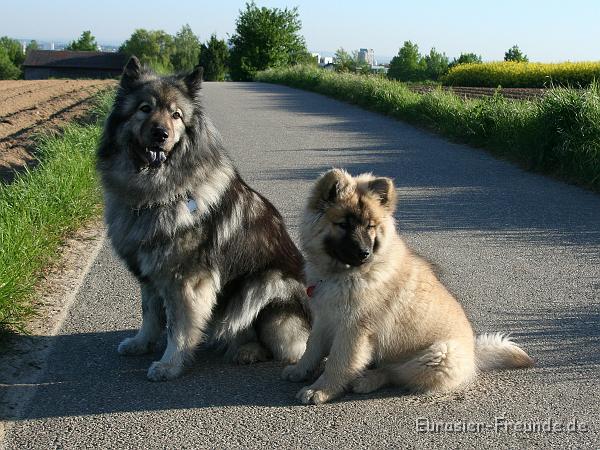 album02_bild_42_IMG_0223.JPG - ... und auf dem Feld ....