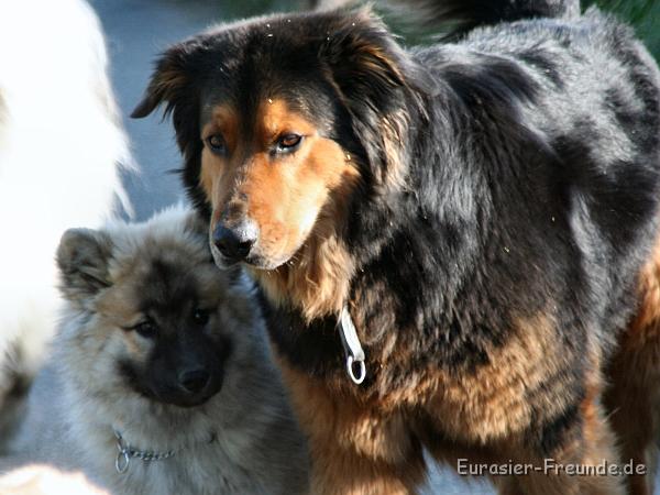 album02_bild_43_IMG_0295.JPG - ... treffen wir auch ihre Freunde. Filou ist jetzt auch mein groer Freund.