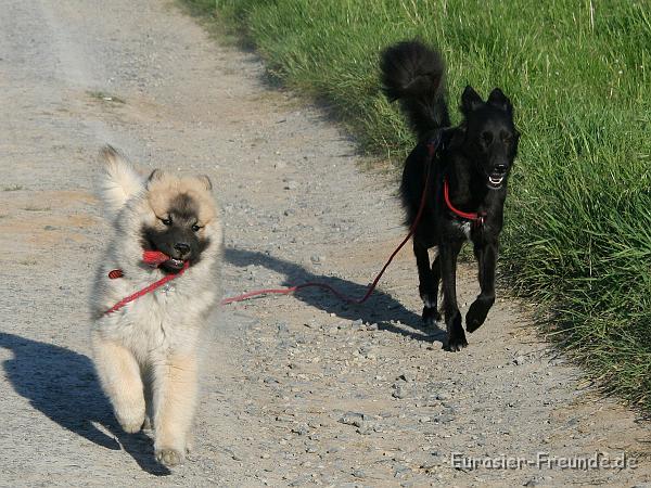 album02_bild_44_IMG_0269.JPG - Manchmal darf ich auch helfen und Gassi fhren!